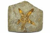 Ordovician Starfish Fossil - Morocco #365739-1